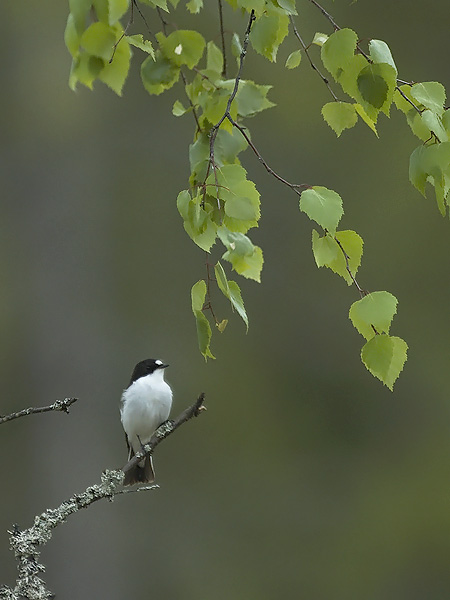 Kirjosieppo, European Pied Flycatcher, Ficedula hypoleuca